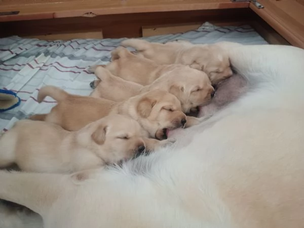 Labrador retriever 