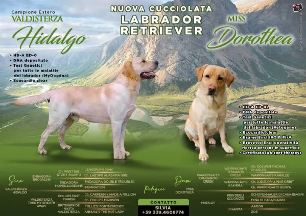 Labrador retriever  | Foto 0