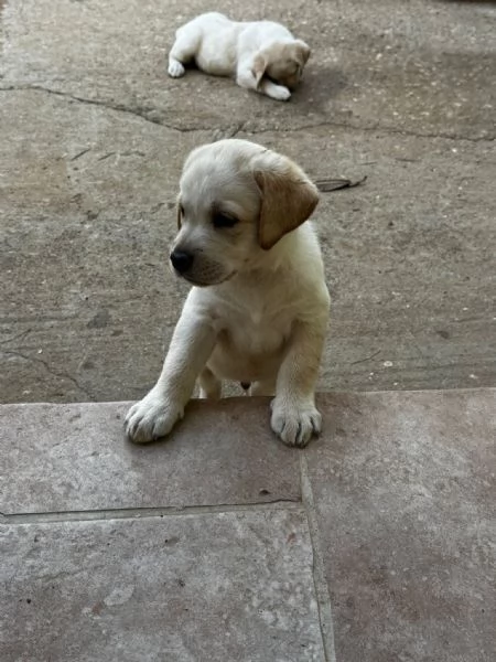 Labrador retriver