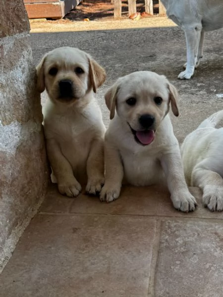 Labrador retriver | Foto 2
