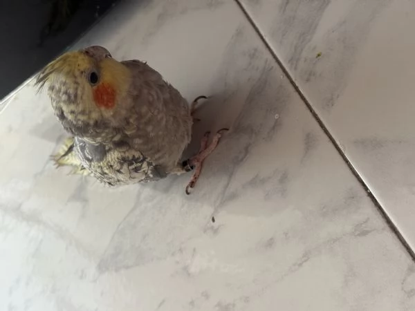 Calopsitta | Foto 5