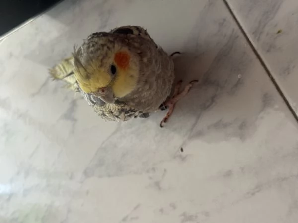Calopsitta | Foto 4