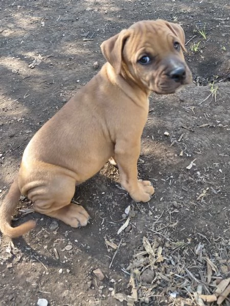 Amstaff 