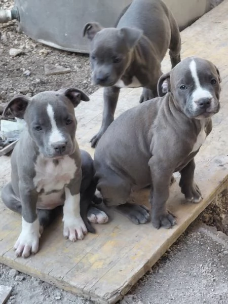 Amstaff  | Foto 2