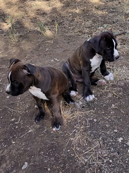 Amstaff  | Foto 1