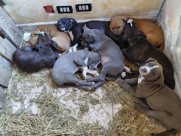 Amstaff  | Foto 0