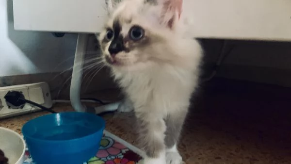 Urgente Gatto quasi 3 mesi Ragdoll
