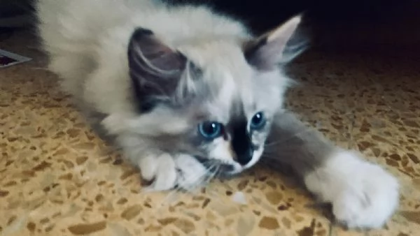 Urgente Gatto quasi 3 mesi Ragdoll | Foto 1
