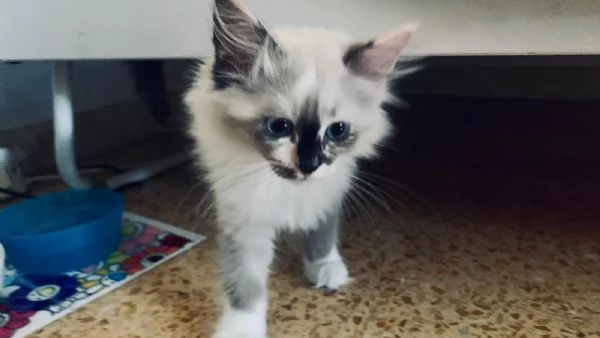 Urgente Gatto quasi 3 mesi Ragdoll | Foto 0
