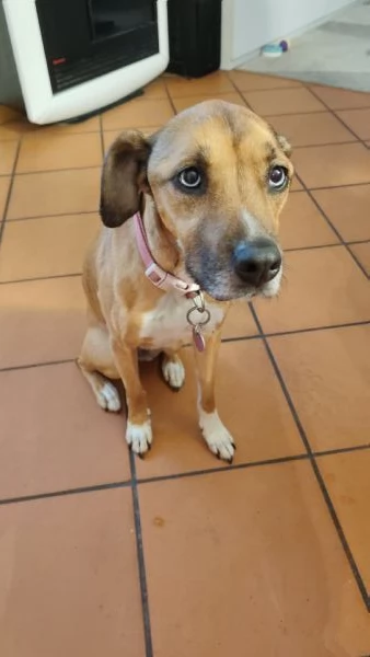 Athena 8 anni cerca casa