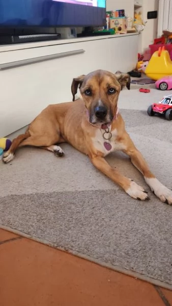 Athena 8 anni cerca casa | Foto 0
