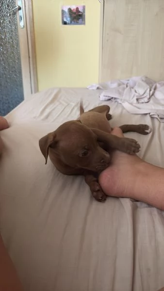 Cucciolo Pitbull 