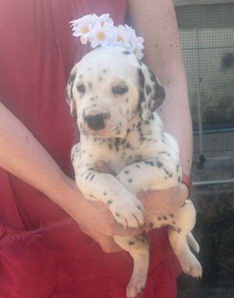 Grazioso cucciolo dalmata immagini e fotografie stock ad alta