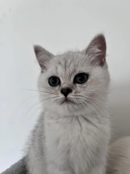 Gattini Scozzesi