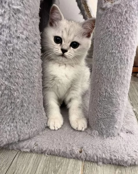 Gattini Scozzesi | Foto 3