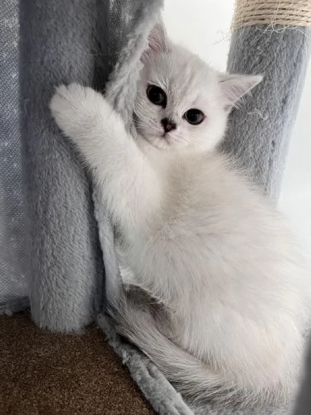 Gattini Scozzesi | Foto 0