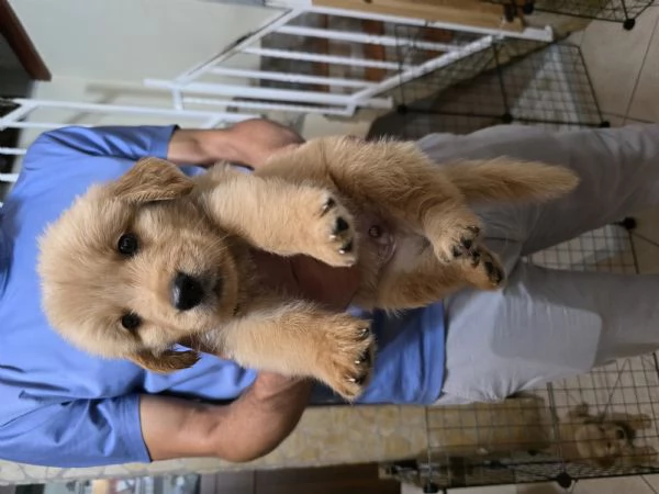 Bellissimo esemplare cucciolo di Golden retriever  | Foto 3