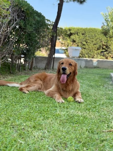 Bellissimo esemplare cucciolo di Golden retriever  | Foto 2