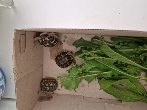 Baby tartarughe