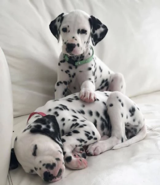 Cucciolo sano da adottare