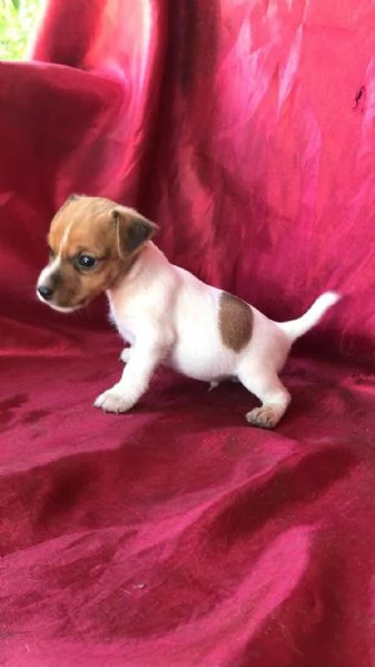  di un Jack Russel maschio e femmina | Foto 2