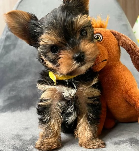 Regalo di un Yorkshire maschio e femmina | Foto 0