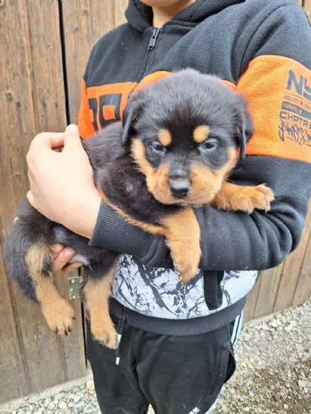  di un Rottweiler maschio e femmina