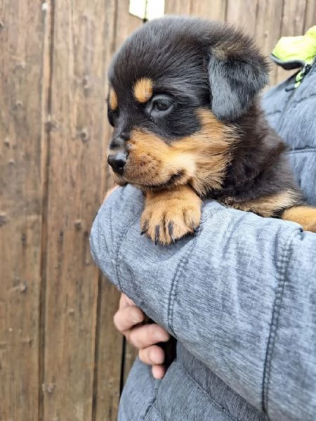  di un Rottweiler maschio e femmina | Foto 2