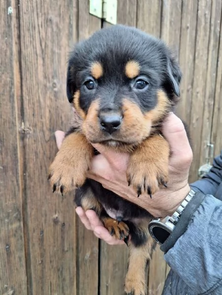  di un Rottweiler maschio e femmina | Foto 1