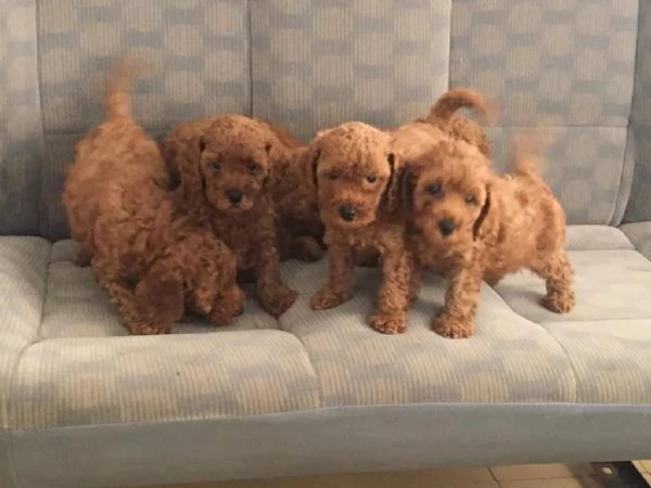 Regala i nostri cuccioli di Barboncino maschio e femmina