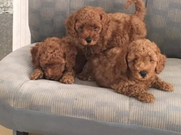 Regala i nostri cuccioli di Barboncino maschio e femmina | Foto 1