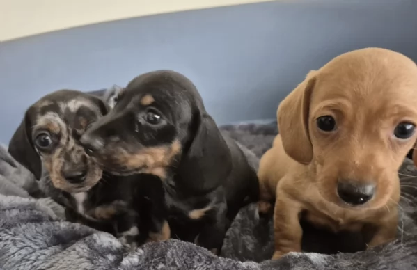 Regala i nostri cuccioli di Bassotto maschio e femmina