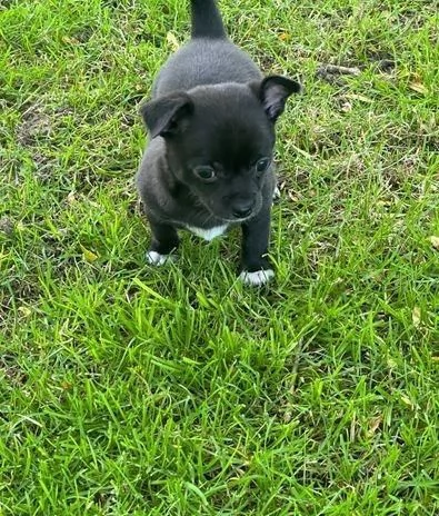 Regaliamo i nostri cuccioli di Chihuahua maschio e femmina | Foto 0