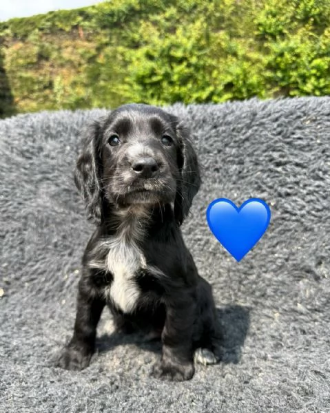 Regaliamo i nostri cuccioli di Cocker Spaniel Inglese maschio e femmina | Foto 2