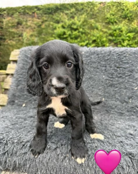 Regaliamo i nostri cuccioli di Cocker Spaniel Inglese maschio e femmina | Foto 1