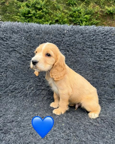 Regaliamo i nostri cuccioli di Cocker Spaniel Inglese maschio e femmina