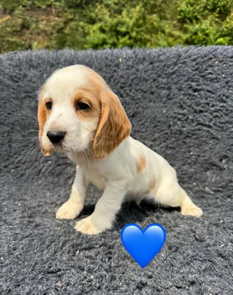 Regaliamo i nostri cuccioli di Cocker Spaniel Inglese maschio e femmina | Foto 0