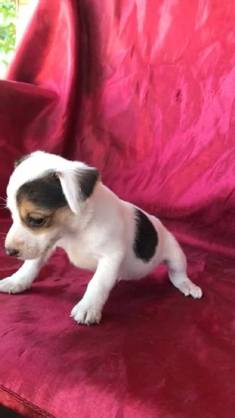 Regaliamo i nostri cuccioli di Jack Russel maschio e femmina | Foto 2