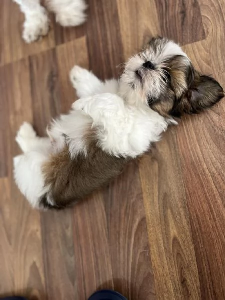 Regaliamo i nostri cuccioli di Shitzu maschio e femmina | Foto 0