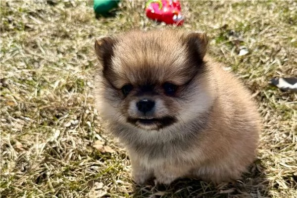 Regaliamo i nostri cuccioli di Pomerania maschio e femmina | Foto 2