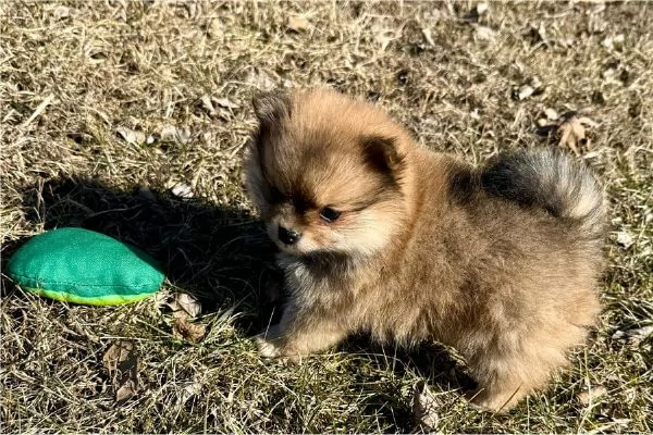 Regaliamo i nostri cuccioli di Pomerania maschio e femmina | Foto 1