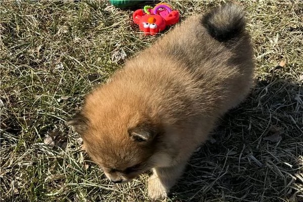 Regaliamo i nostri cuccioli di Pomerania maschio e femmina | Foto 0