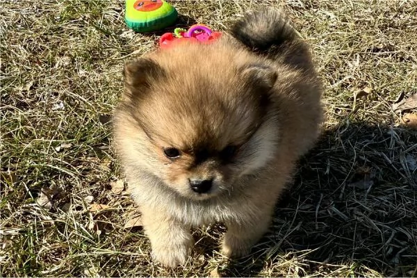 Regaliamo i nostri cuccioli di Pomerania maschio e femmina