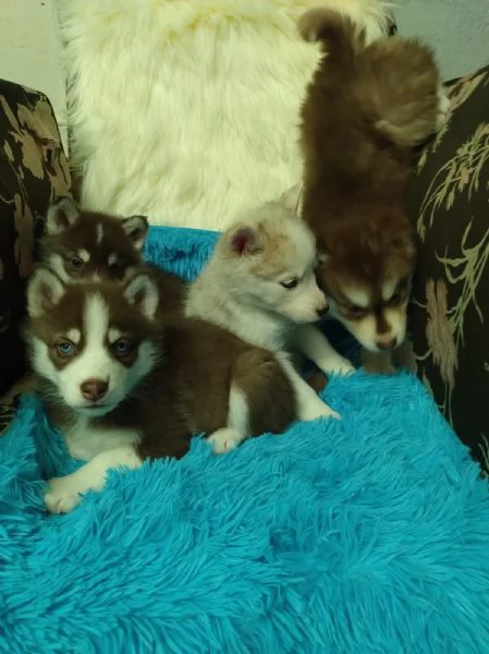 Regaliamo i nostri cuccioli di Husky maschio e femmina