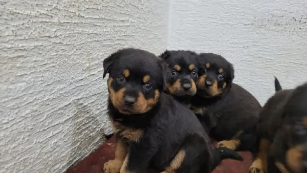 Regaliamo i nostri cuccioli di Rottweiler maschio e femmina | Foto 0