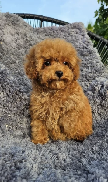 Regalo cuccioli barboncino maschio e femmina | Foto 2