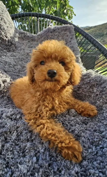 Regalo cuccioli barboncino maschio e femmina