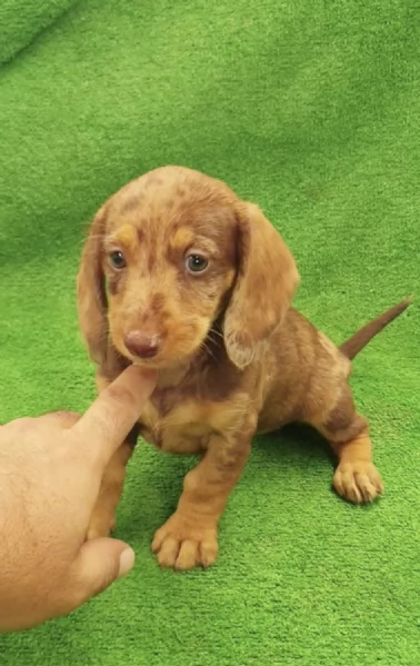 Regalo cuccioli Bassotto maschio e femmina | Foto 2