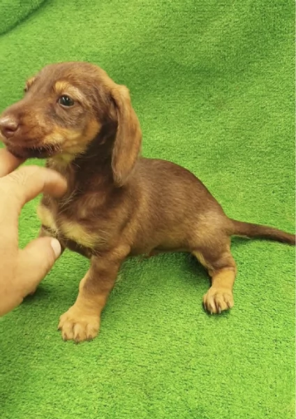 Regalo cuccioli Bassotto maschio e femmina | Foto 0