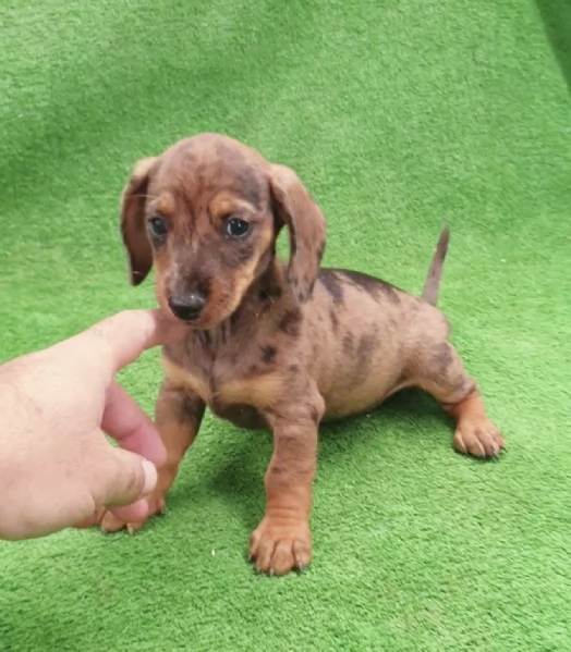Regalo cuccioli Bassotto maschio e femmina